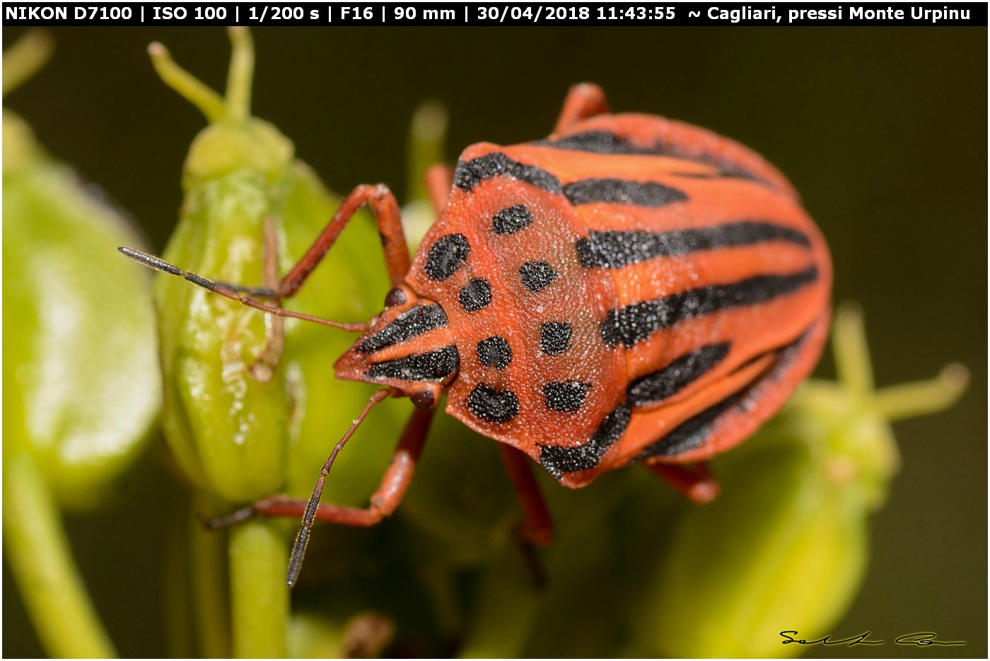 Graphosoma semipunctatum (Fabricius 1775) Pentatomidae